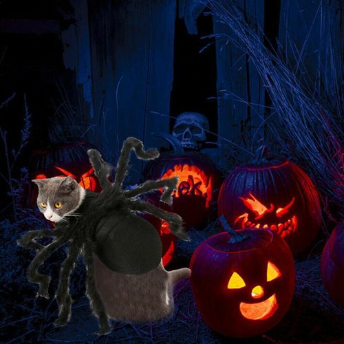 Pet spider costume halloween - costume,