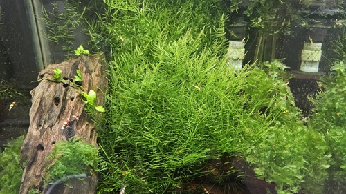 Java moss 30g aquarium - 30g,