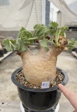 E7Rare Cacti Cyphostemma uter