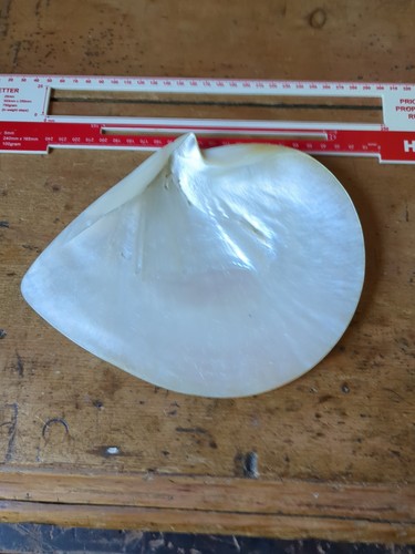 Large mother pearl shell - large, of