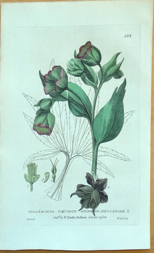 Antique botanical print - antique,