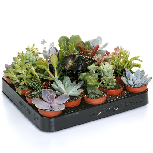 Succulent mix plants - mix,