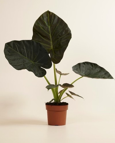 Alocasia regal shields corms - alocasia,