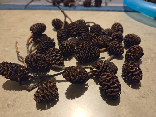 Premium alder cones - 30,