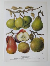 Pears Vintage Botanical Bookplate Print Fruit Food Plant Wall Art Pear
