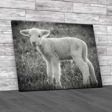 A White Suffolk Lamb Sheep Black White Canvas Print Large Picture Wall Art