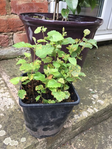 Silver birch forest - forest, bonsai