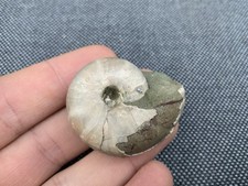 Nautilus fossil cenoceras - nautilus,
