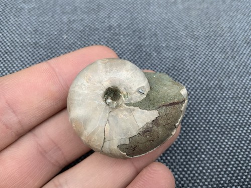 Nautilus fossil cenoceras - 3d,