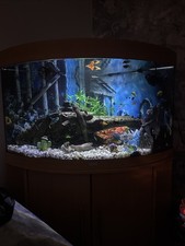 Jewul 190 Litres Fish Tank and