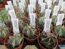 ASTROPHYTUM CAPRICORNE -