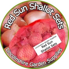 Shallot Sets. RED SUN. Multi Quantity Listing