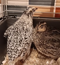 12 coturnix quail eggs 