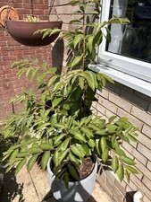 5  Diospyros Kaki Persimmon