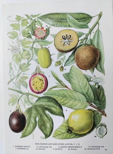 Vintage botanical nature print - botanical,