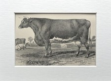 Durham Shorthorn Cow - Antique