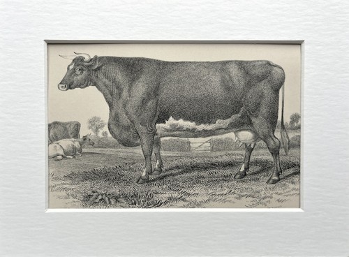 Durham shorthorn cow antique - durham,