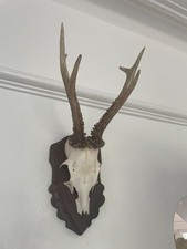 Real Antlers of a Roe Deer mounted on hardwood shield T4 taxidermy Pointy