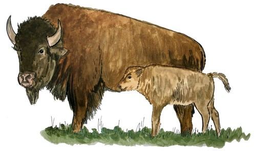 Bison and calf high quality - calf,