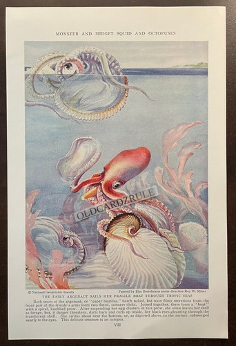 Original 1935 nat geo - geo., artist