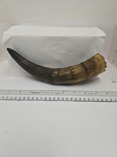 Inch cattle horn - 11,