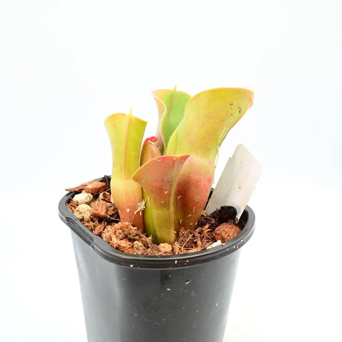 Heliamphora minor var pilosa