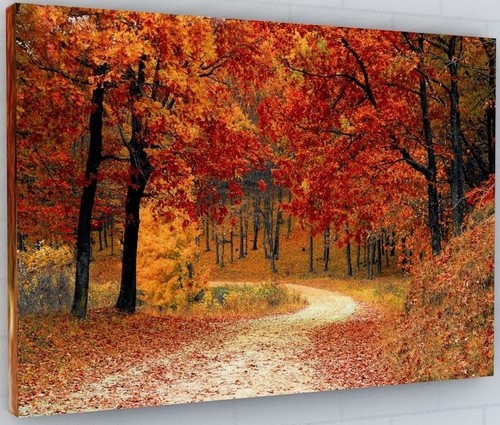 Woodland forest path - forest,