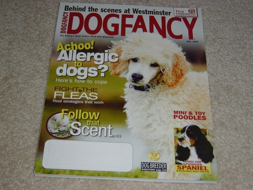 Mini toy poodles english - toy,