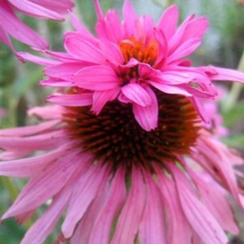 Echinacea purpurea double - echinacea,