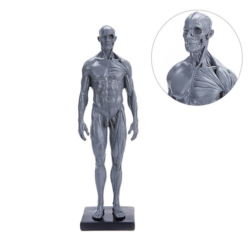 Muscle structure model - muscle,