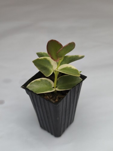 Hoya cumingiana albo - hoya,