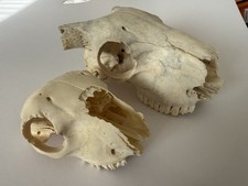 Sheep Skulls X2 - Taxidermy
