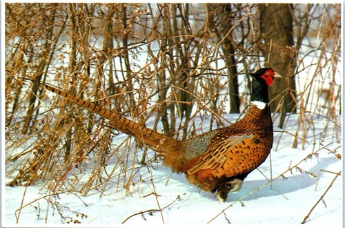 Ringneck pheasant south - pheasant,,