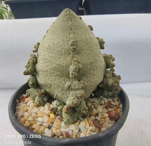 Pseudolithos migiurtinus