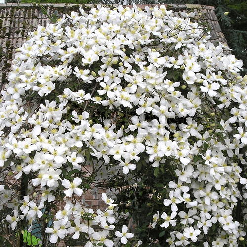 Clematis montana grandiflora - clematis,