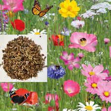 Simply Scatter Wild Flower Seeds Meadow Butterfly & Bee Mix farm garden DWARF