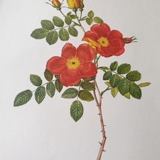 Pierre Joseph Redoute Colour