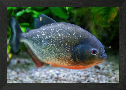 Redbellied piranha fish - redbellied,
