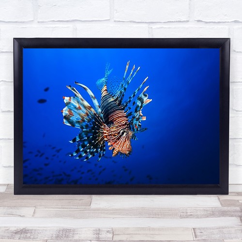Lionfish lion fish underwater - lionfish,