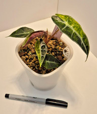 Alocasia Amazonica Splash #5