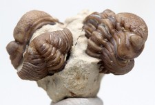 TRILOBITE Fossil Specimen