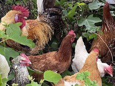 6 x CHICKEN eggs for sale FREE
