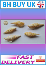 5 x AQUARIUM SNAIL SHELLS