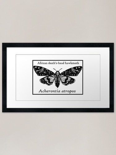 Death head moth - death, framed