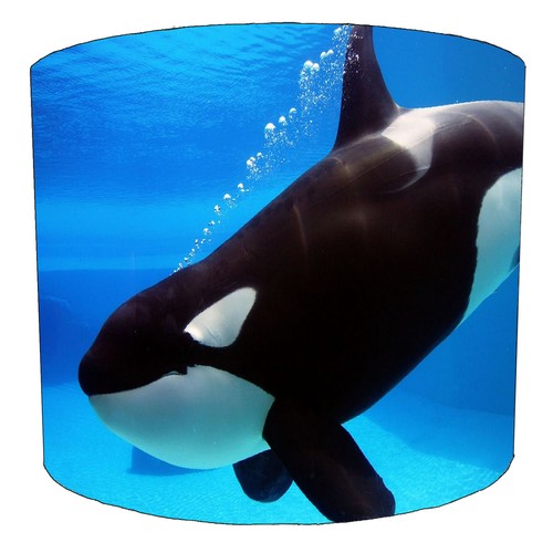 Killer whale orca ceiling - killer,