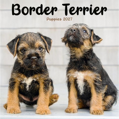 Border terrier puppies - puppies, mini