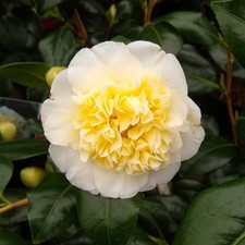 Camellia japonica Brushfields