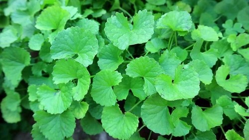 Pennywort big leaf - big, leaf,gotu