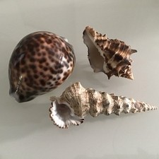 shells Cypraea Tigris