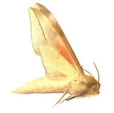 LEPIDOPTERA, SPHINGIDAE